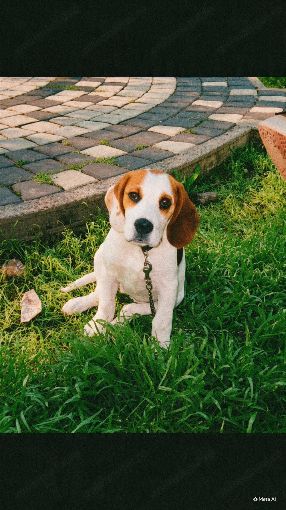 Beagle de Vanzare ,femela ,6 luni 