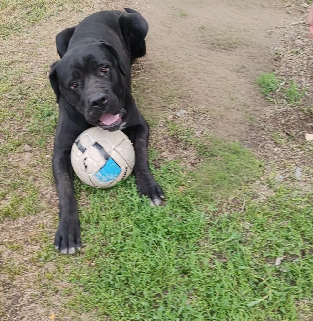 Cane Corso Disponibili