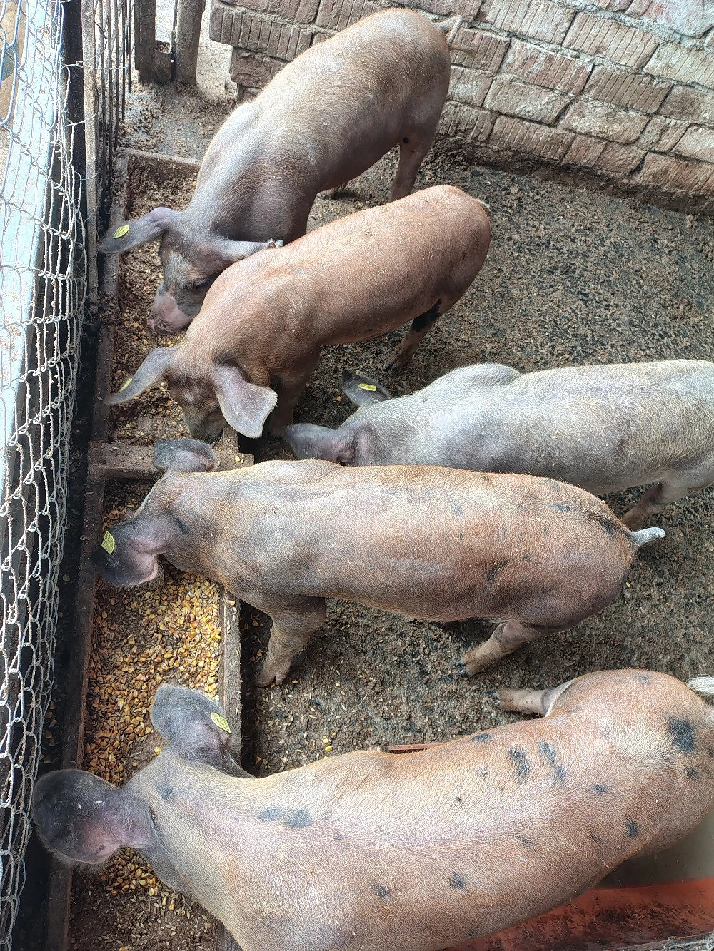 Vand soldani 550 bucata 