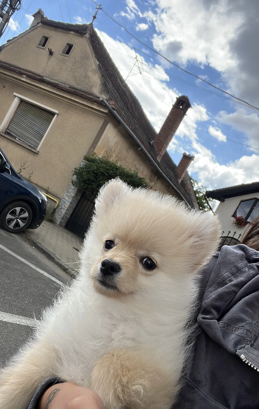 Pomeranian băiețel   4 luni   