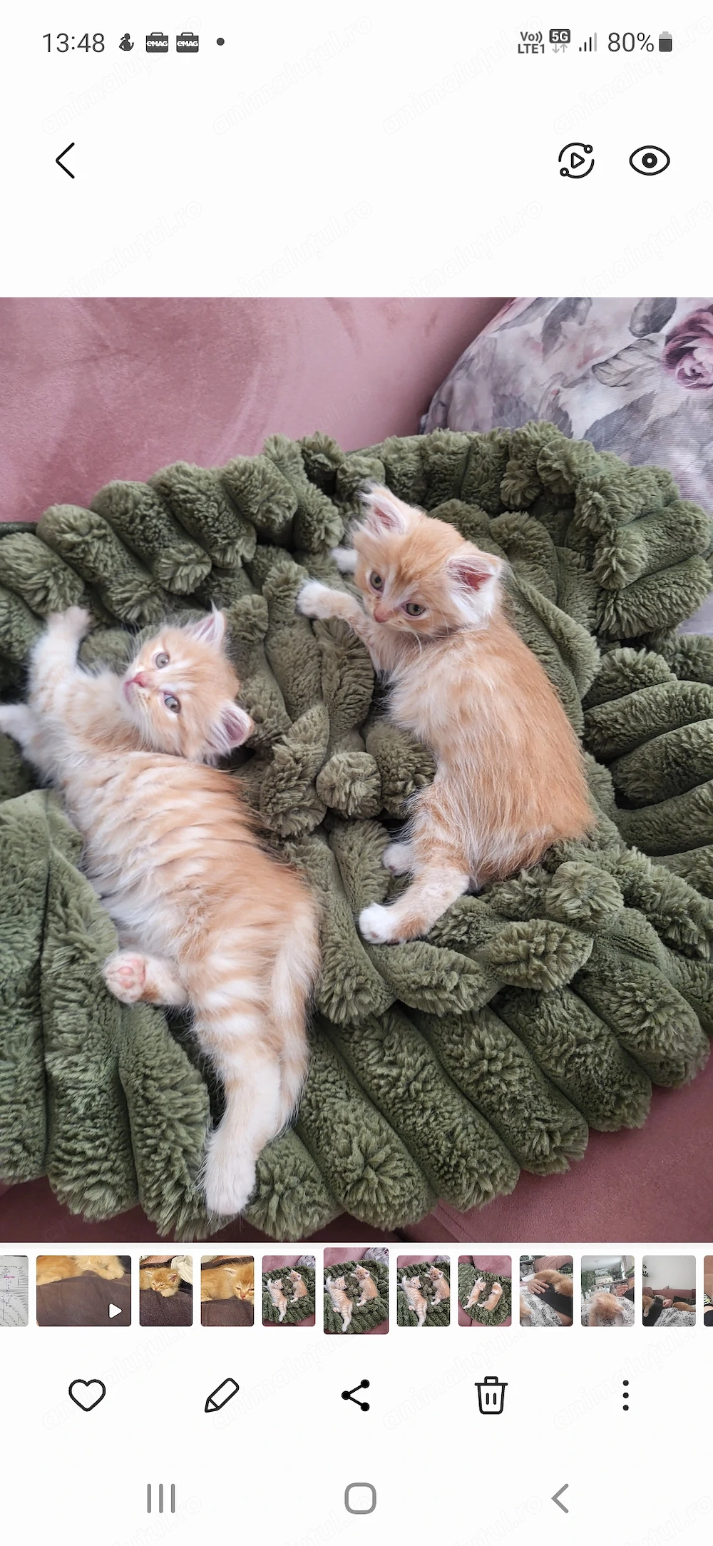  Puiuți adorabili de vânzare! 