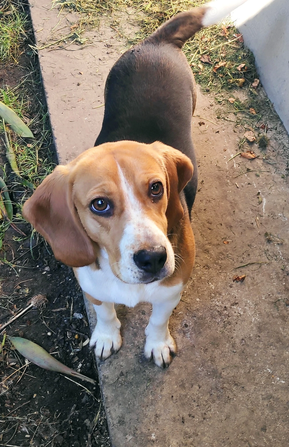 Beagle tricolor 
