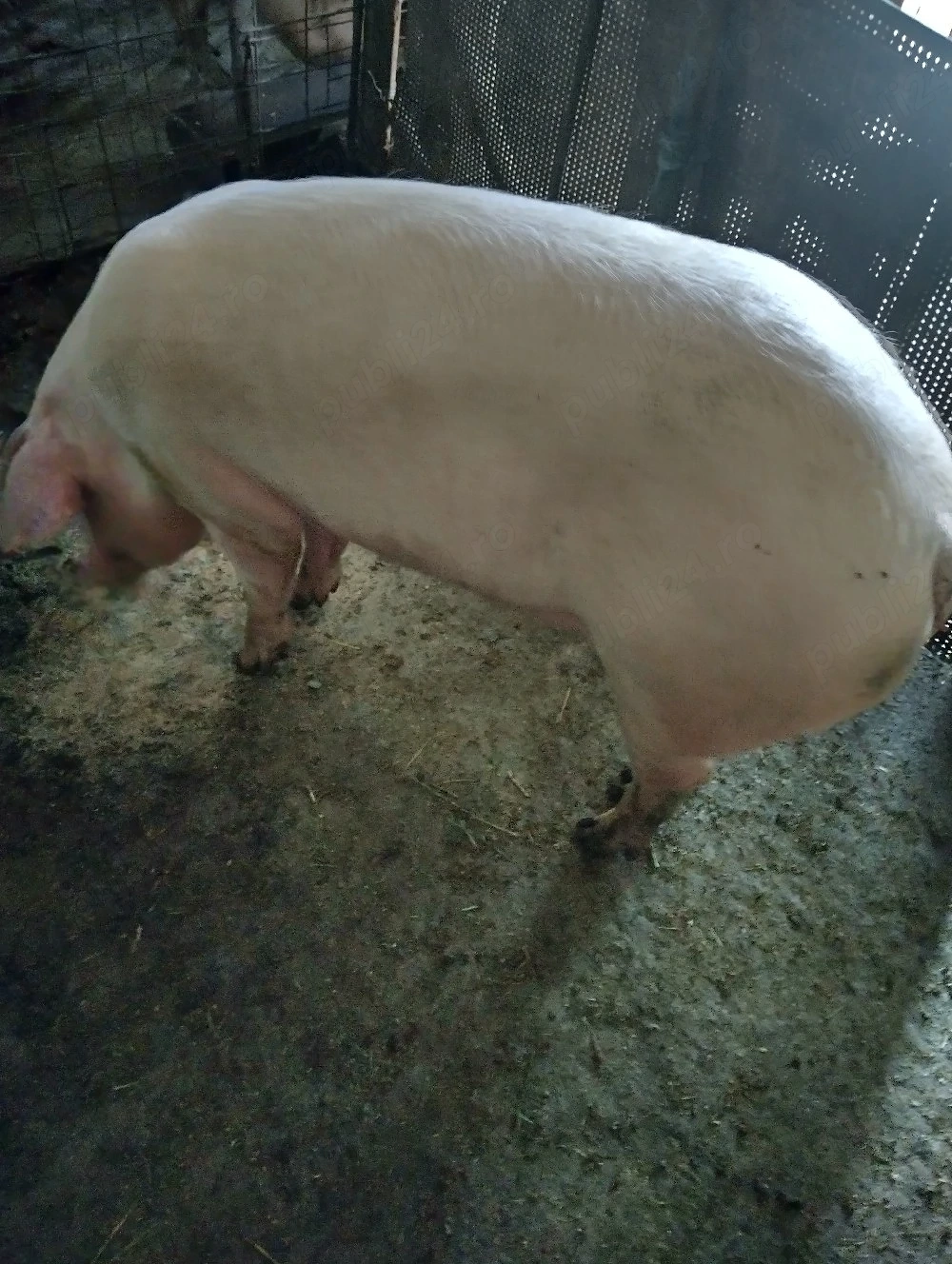 De vânzare scrofițe Landras are 6   luni pentru reproducere 
