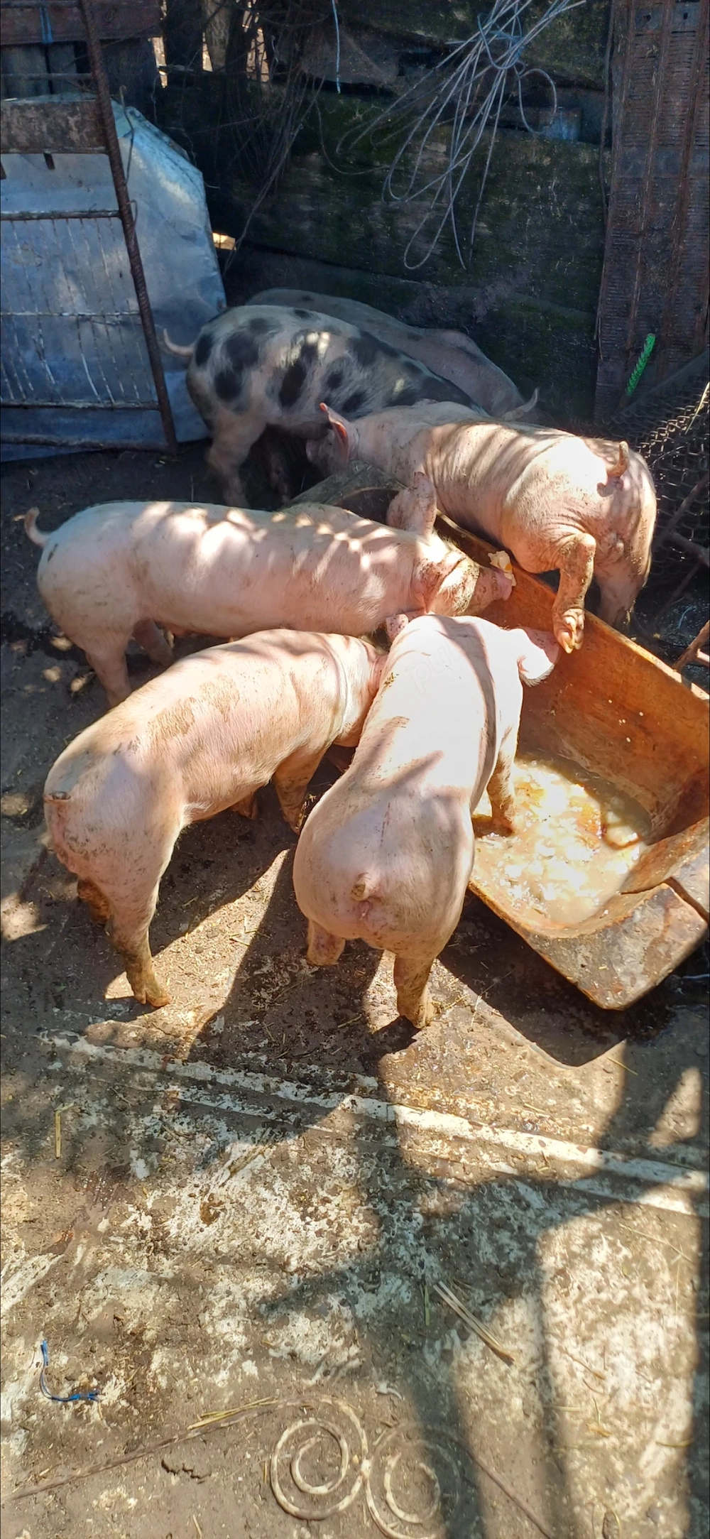 Vand purcei rasă de carne Pic , perechea 11 mil ,greutate 30 de kg