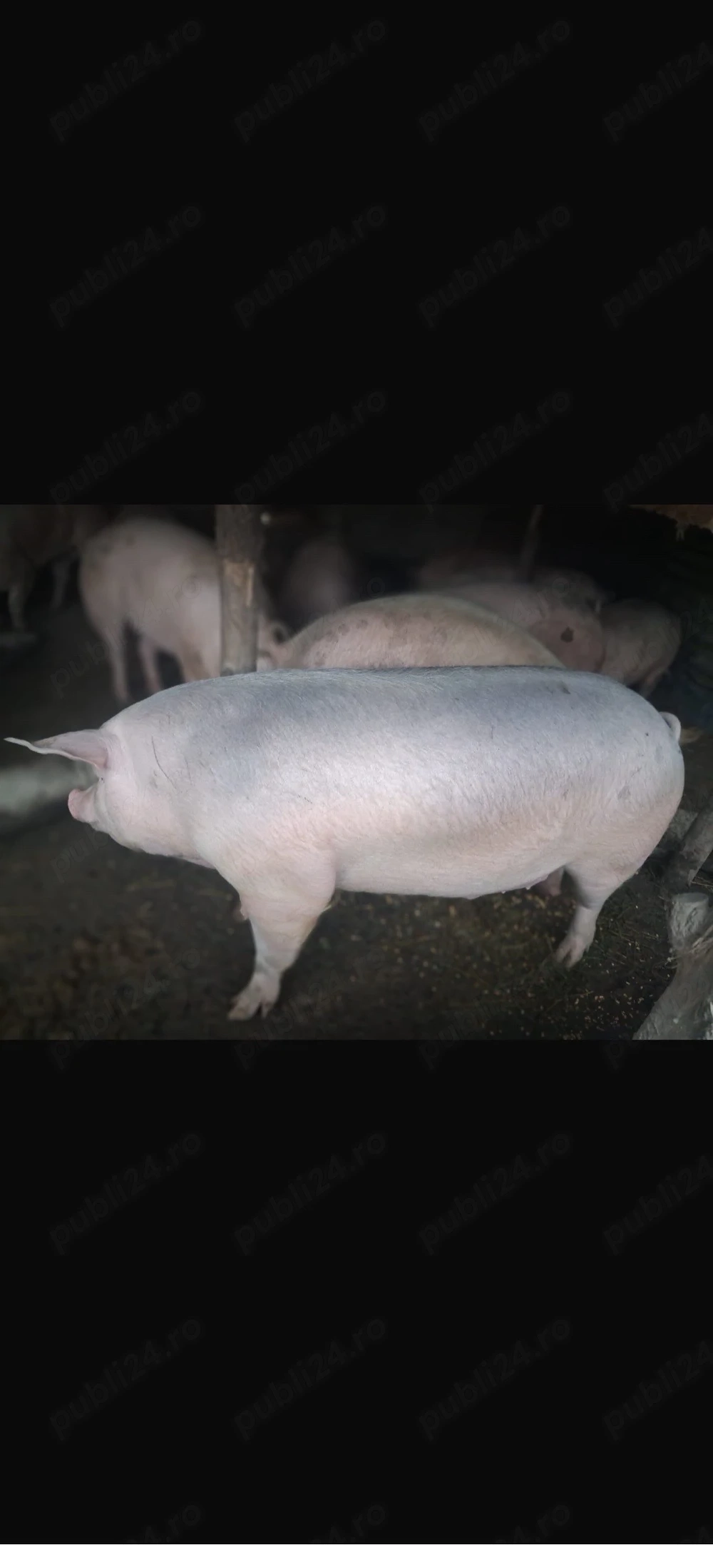 porci de vanzare 