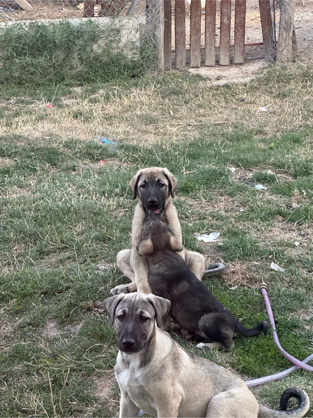 Catei Kangal