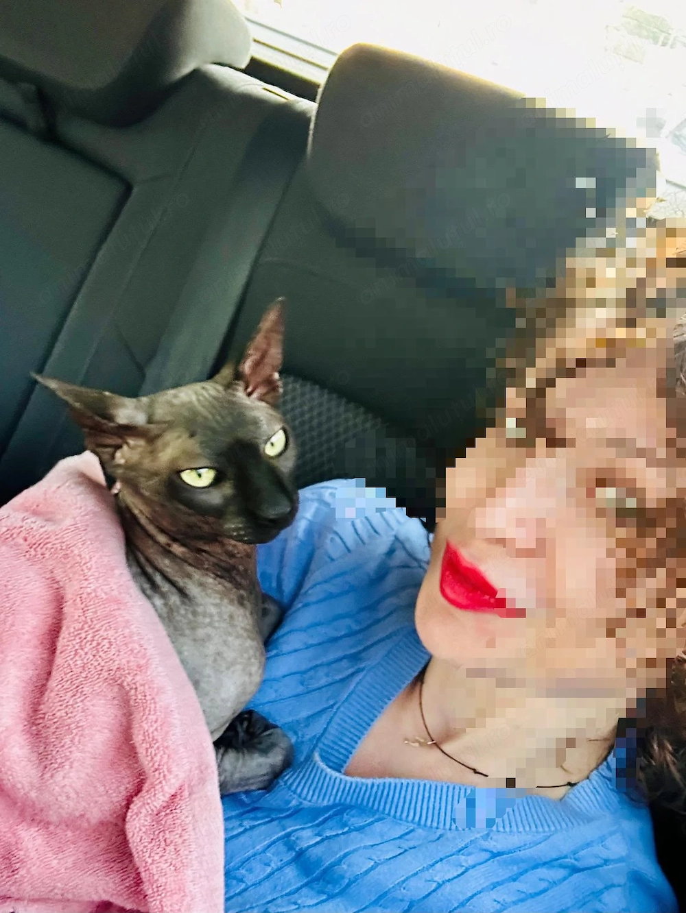 Moby caută o casă fără alte animale și fără copii mici -  ideal, o familie care cunoaște deja rasa 