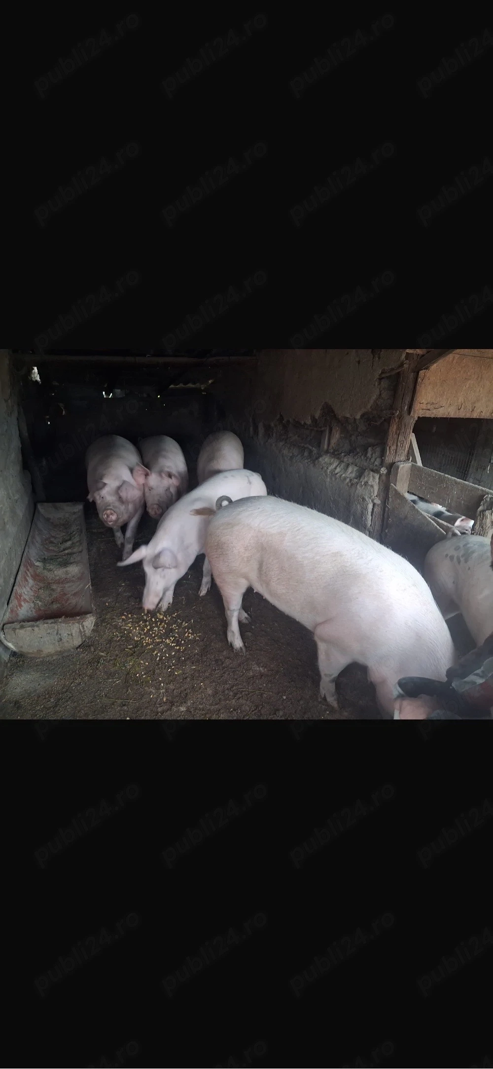 pret negociabil porci de vanzare 