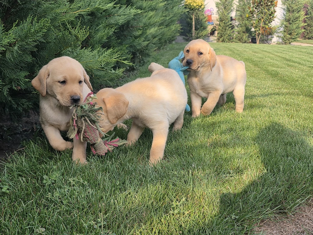 Pui de Labradori Retriever