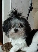 Donez Bichon havanez, mascul, 1 an si 6 luni, vaccinat, cu carte de sanatate.