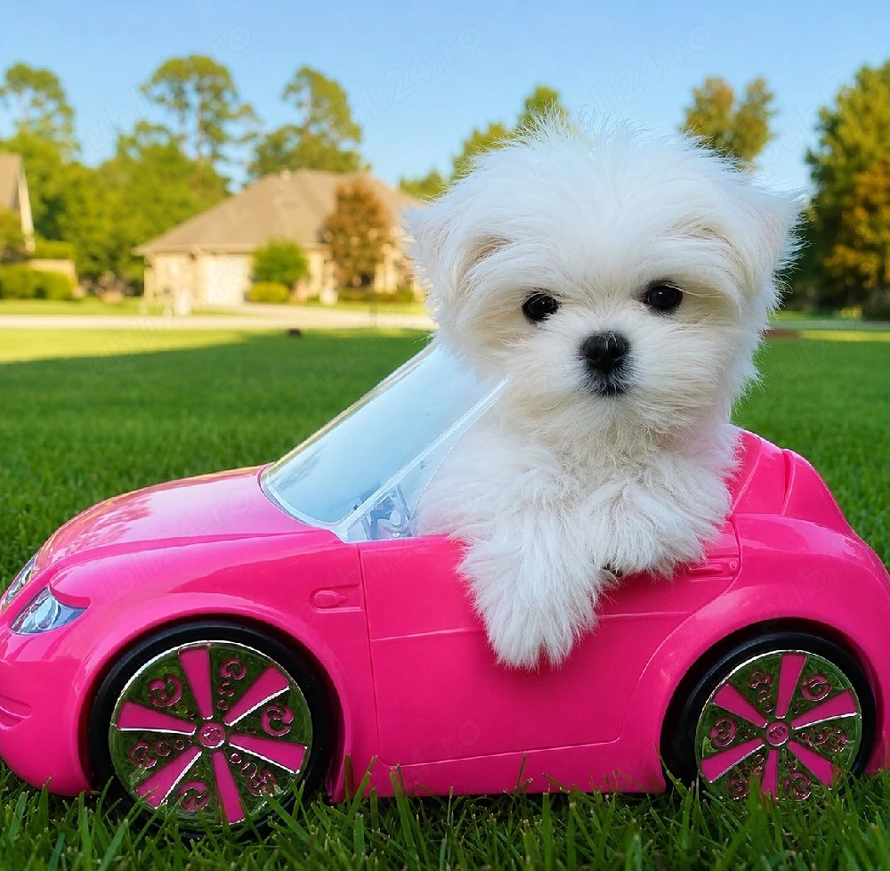 Bichon Maltez Mini Toy