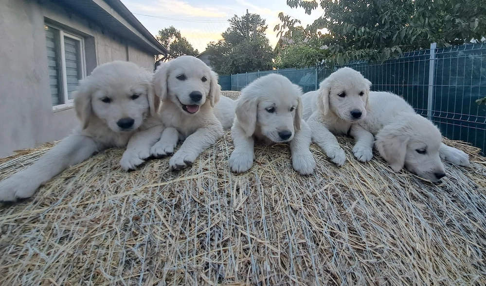 Golden retriever băieți și fete 