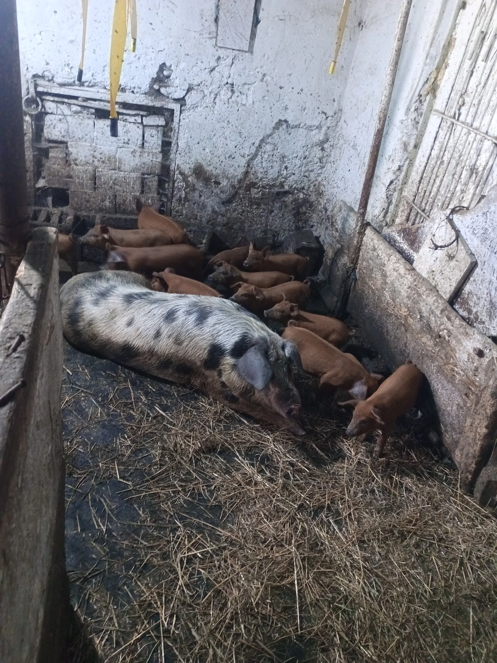Vând purcei duroc