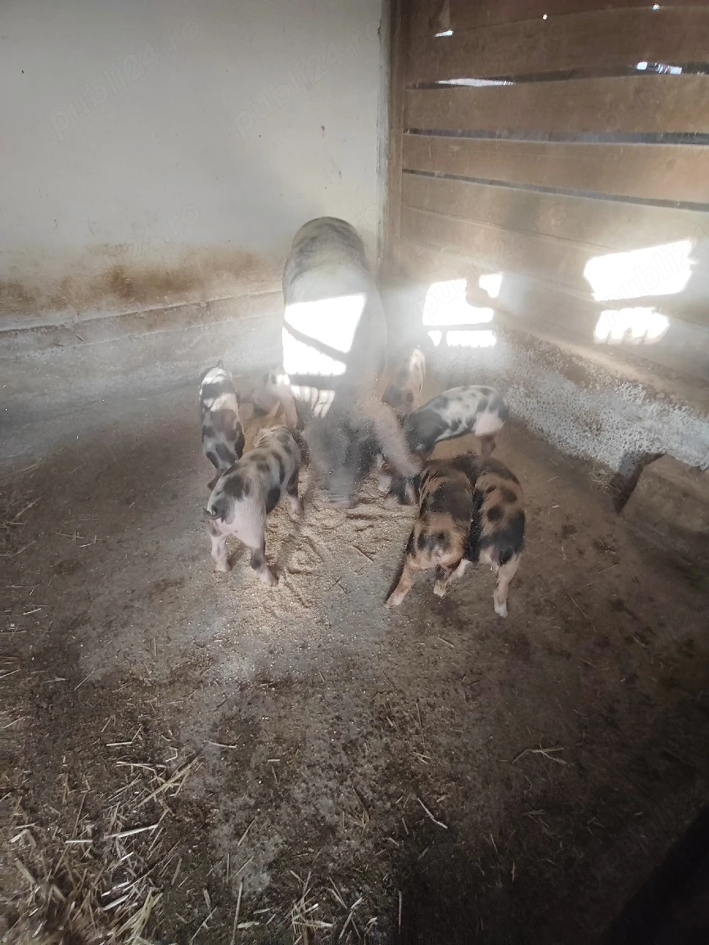 12 Purcei de vanzare 
