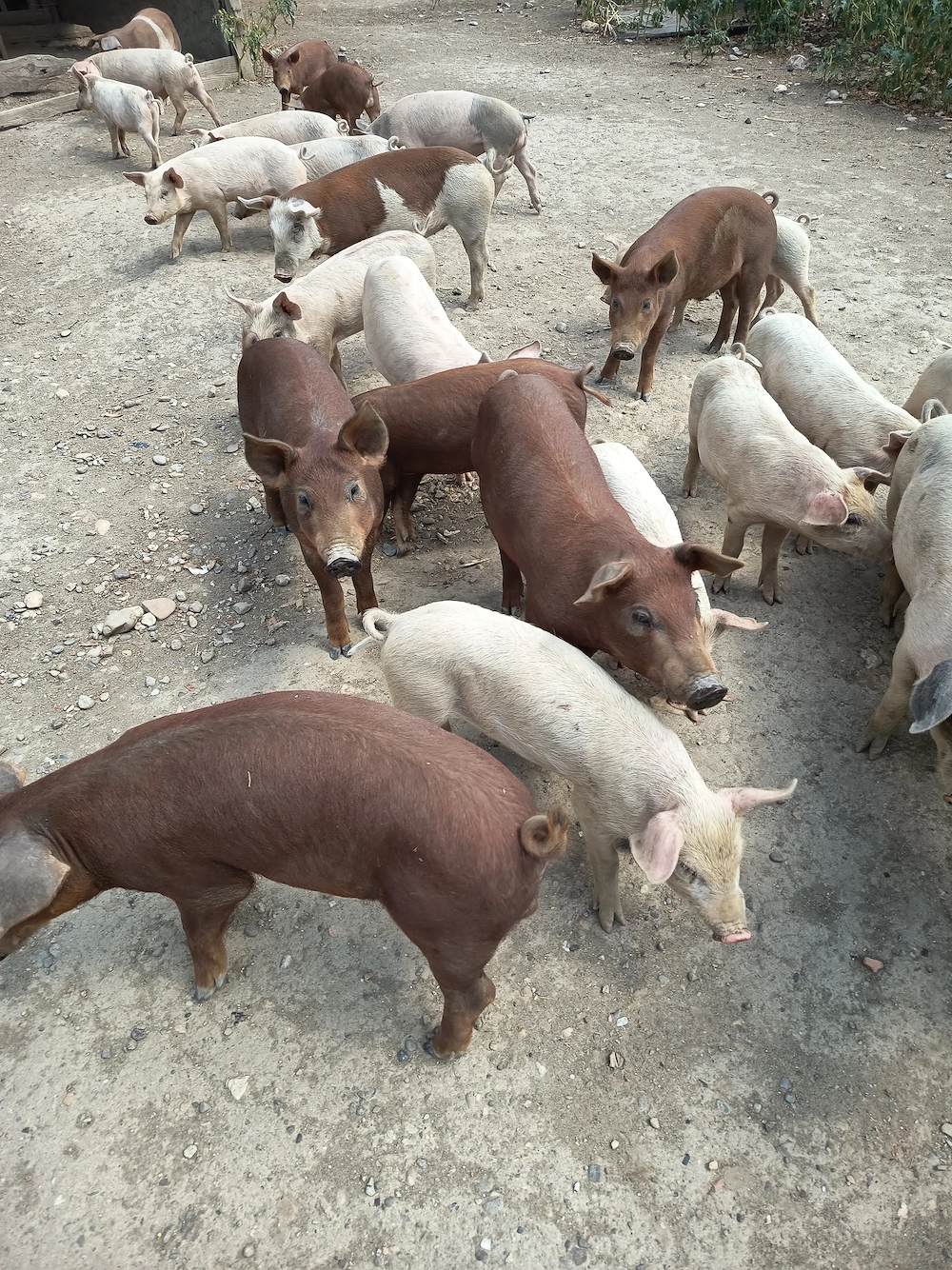 Vând saldei metis duroc