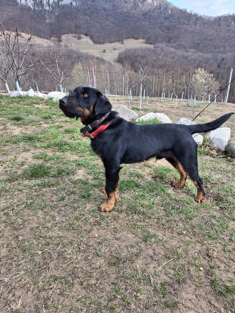 Jagd terrier mascul