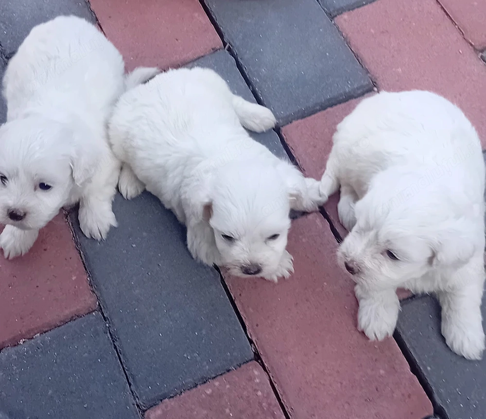 Bichon maltez pui