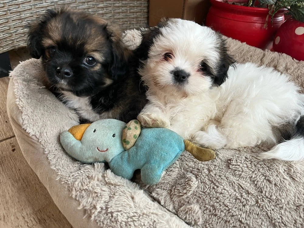 shih tzu de vanzare