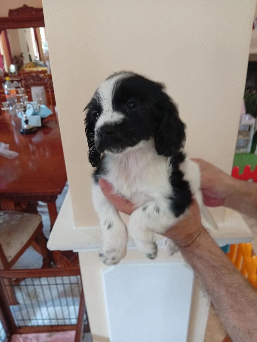 ofertă Cocker 