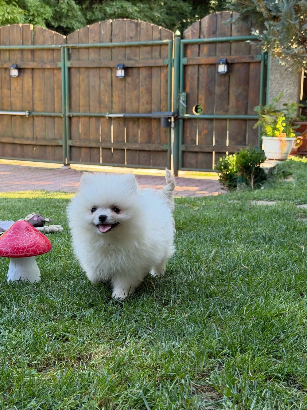 Pui de Pomeranian cauta casa noua