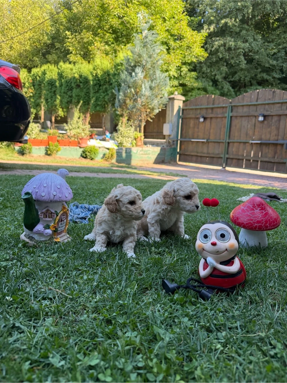 Puiuti de Maltipoo 