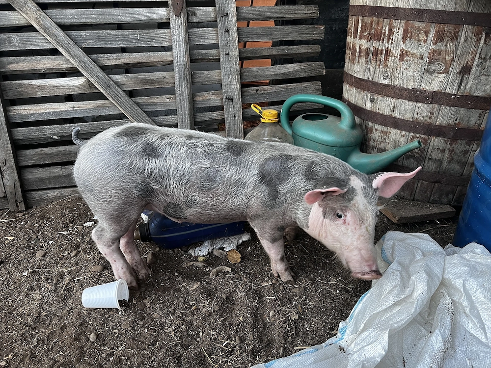 De vânzare purcea Petreana 8 luni + purceluș mascul 2 luni