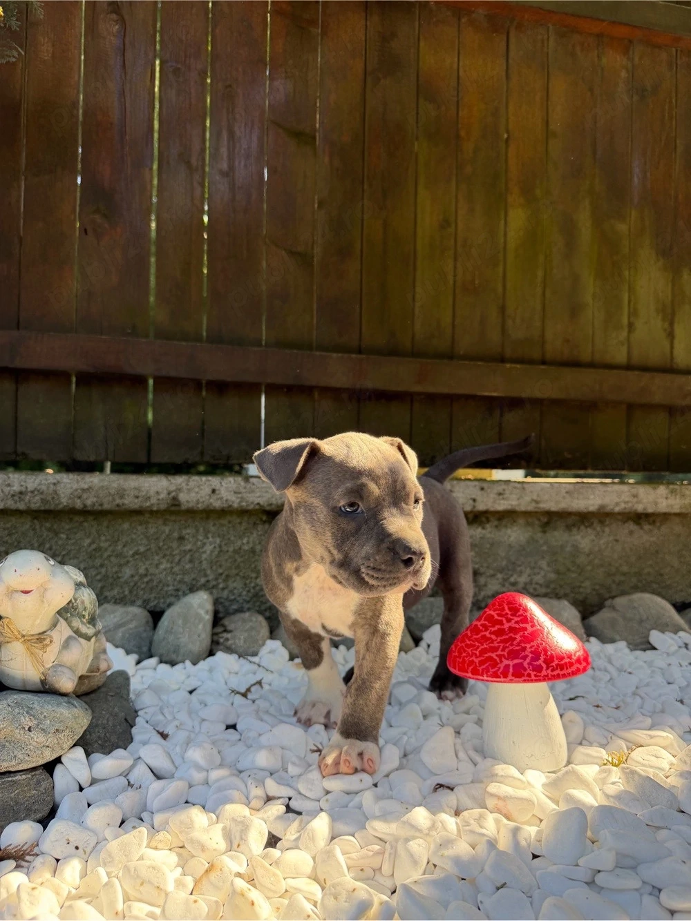 American Bully cu pedigree