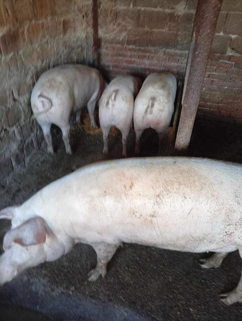 porci de vanzare 15 lei kg