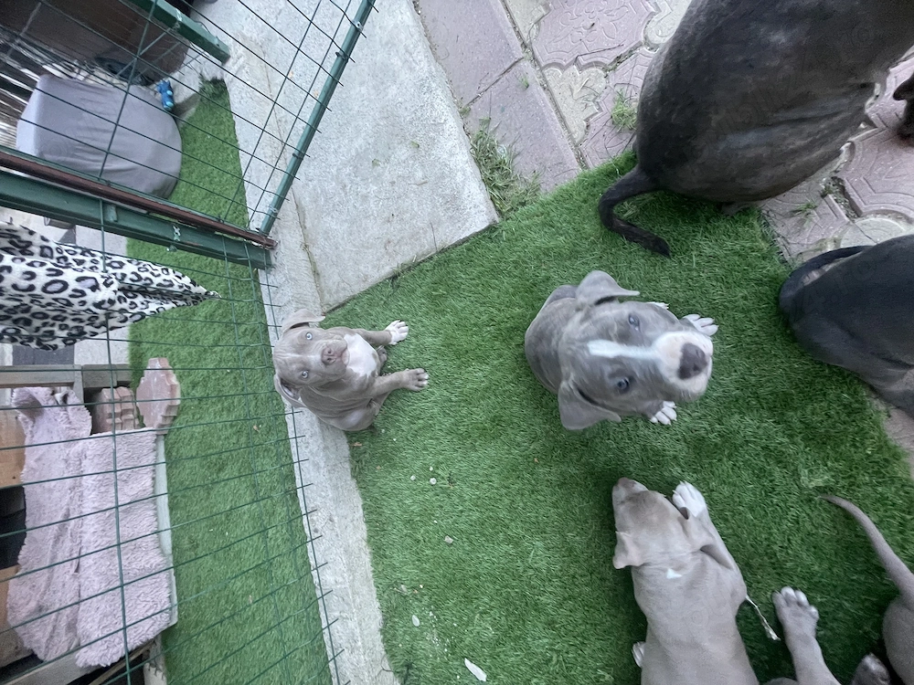 Fetița American Bully de excepție (Alfa) Pedigree ABCK,linie BIG DOGS ROMNANIA KENNEL.