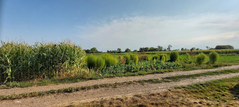 Teren intravilan, 4200 mp, 60 m front stradal   Dumbrăvița, comuna Ibănești, județul Botoșani