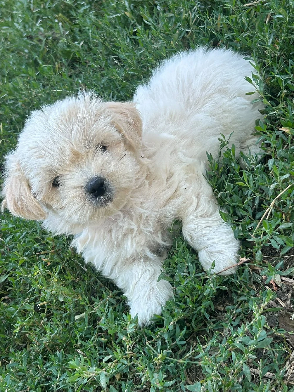 vand catei de bichon
