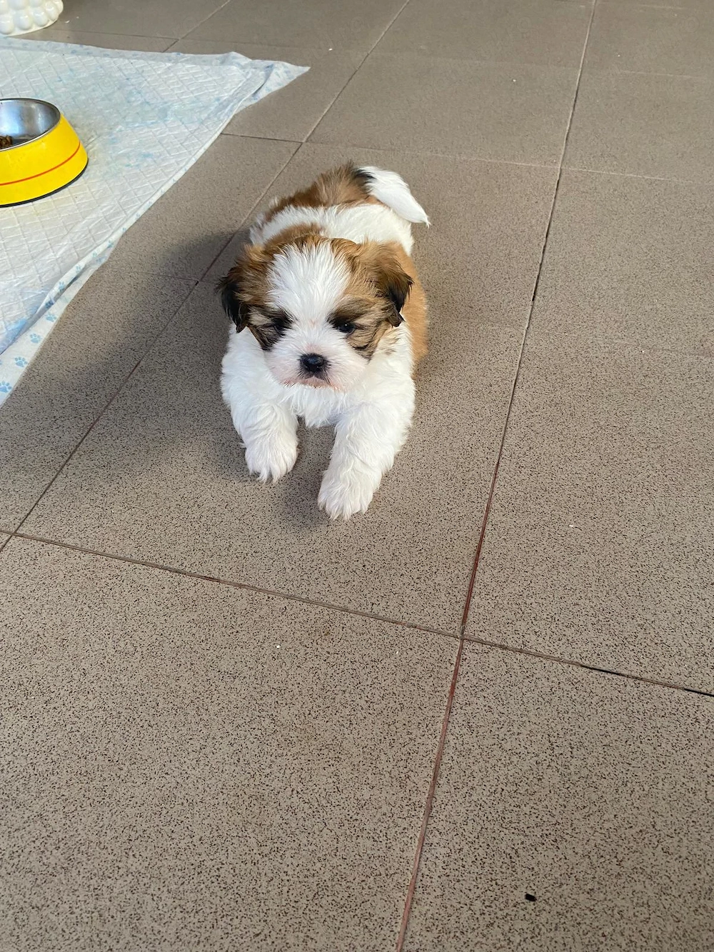 Pui Shih Tzu talie mică (băiețeii)