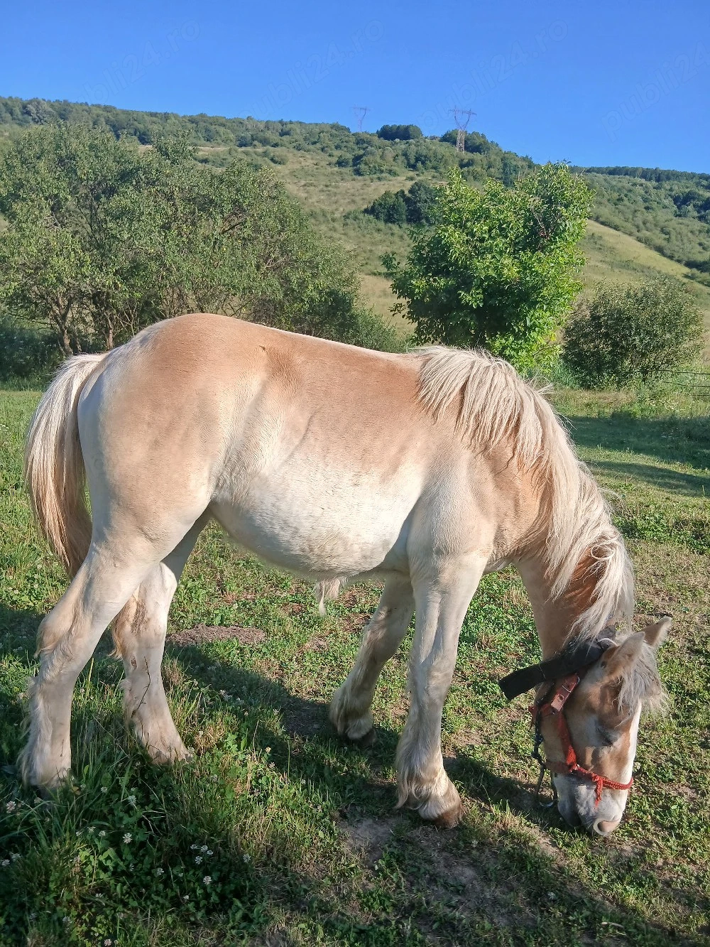 Vând manza înjur de 9 luni