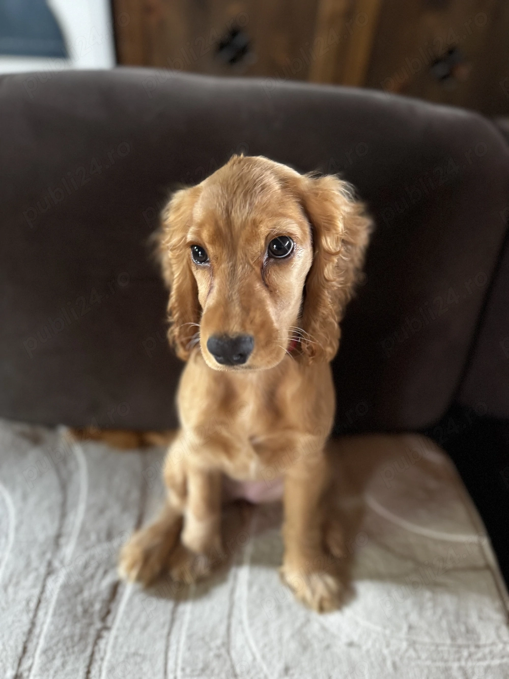 Pui Cocker Spaniel Femela 4 luni