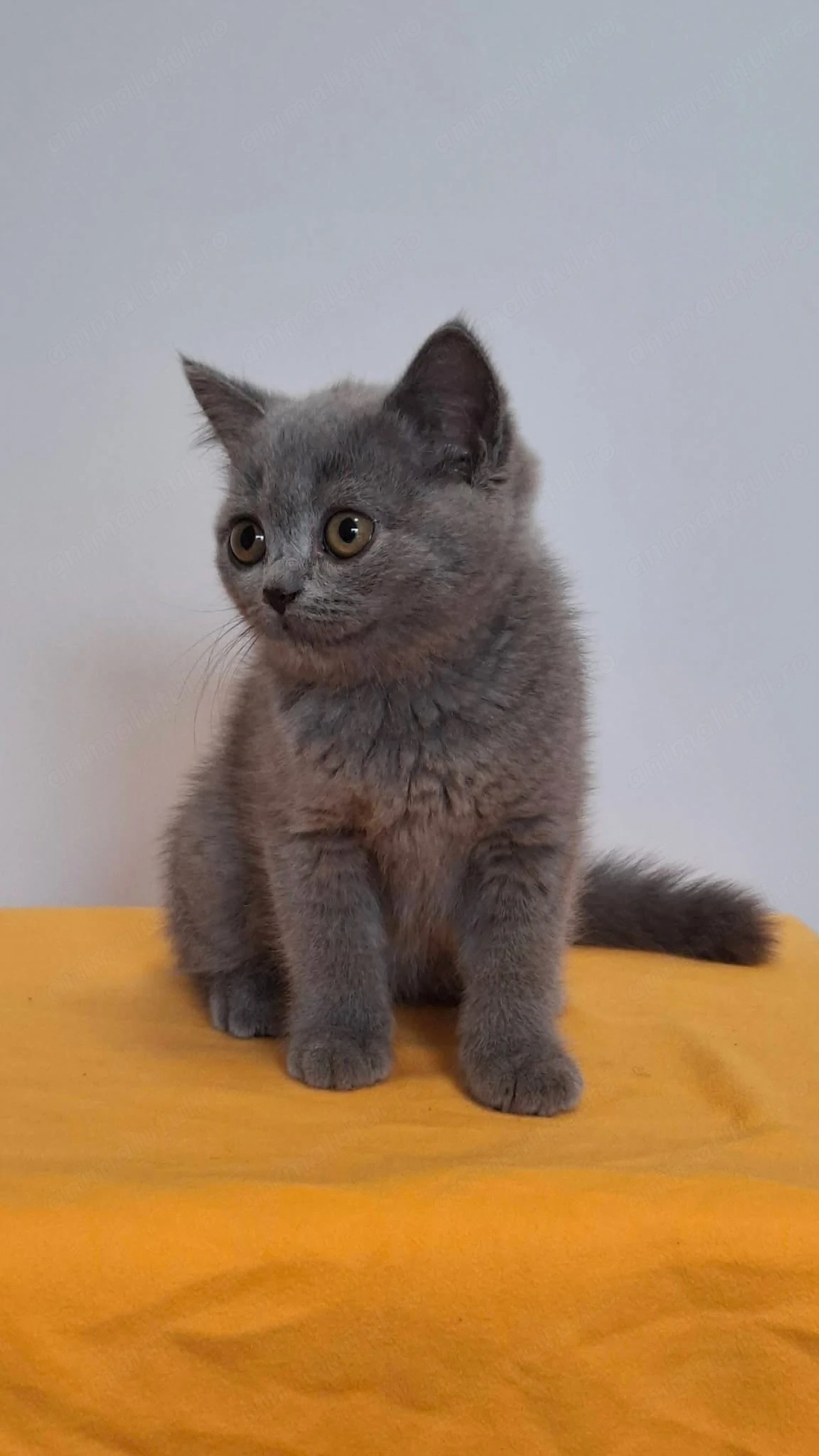 British shorthair puiuti