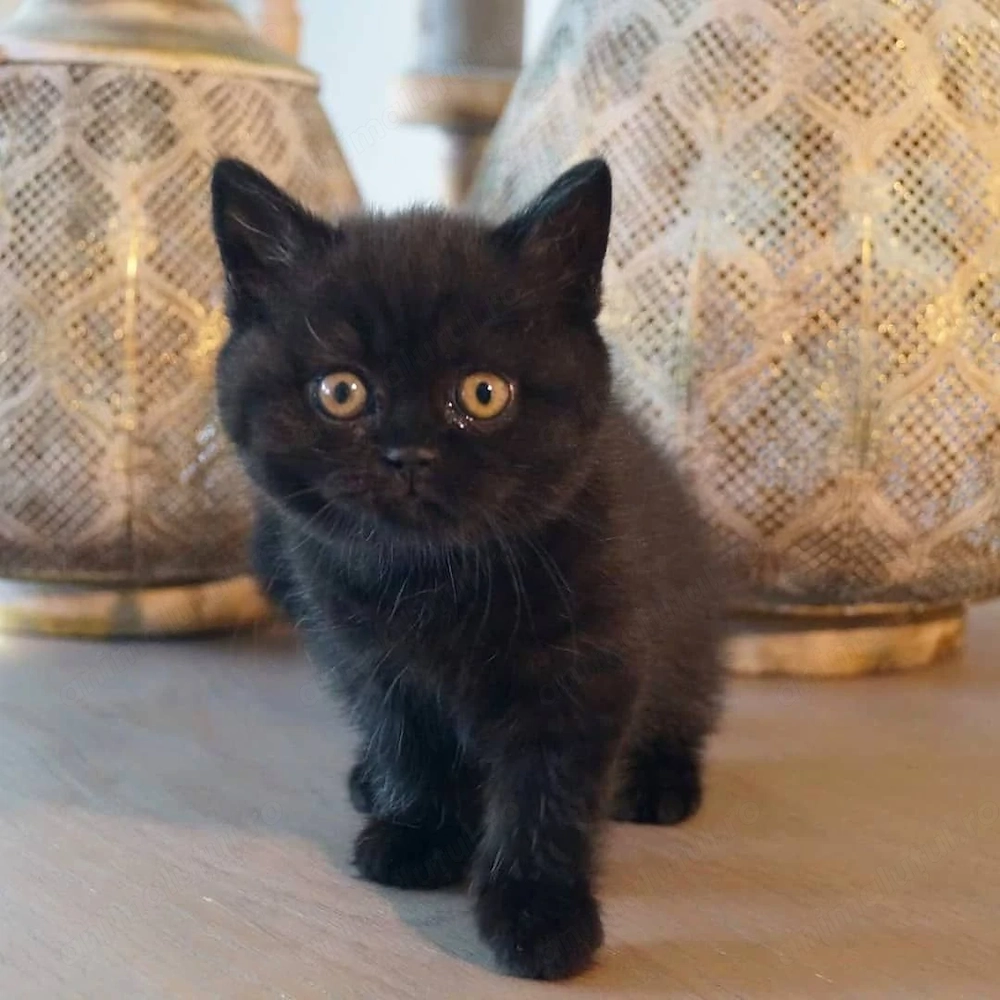 British shorthair black