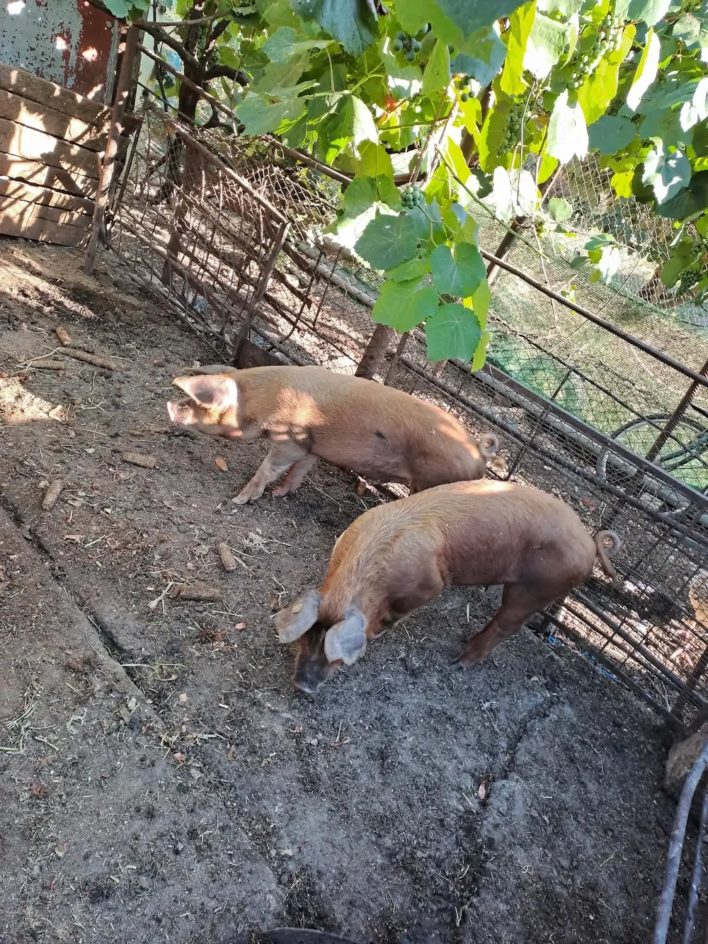 Suldei duroc frumoși 