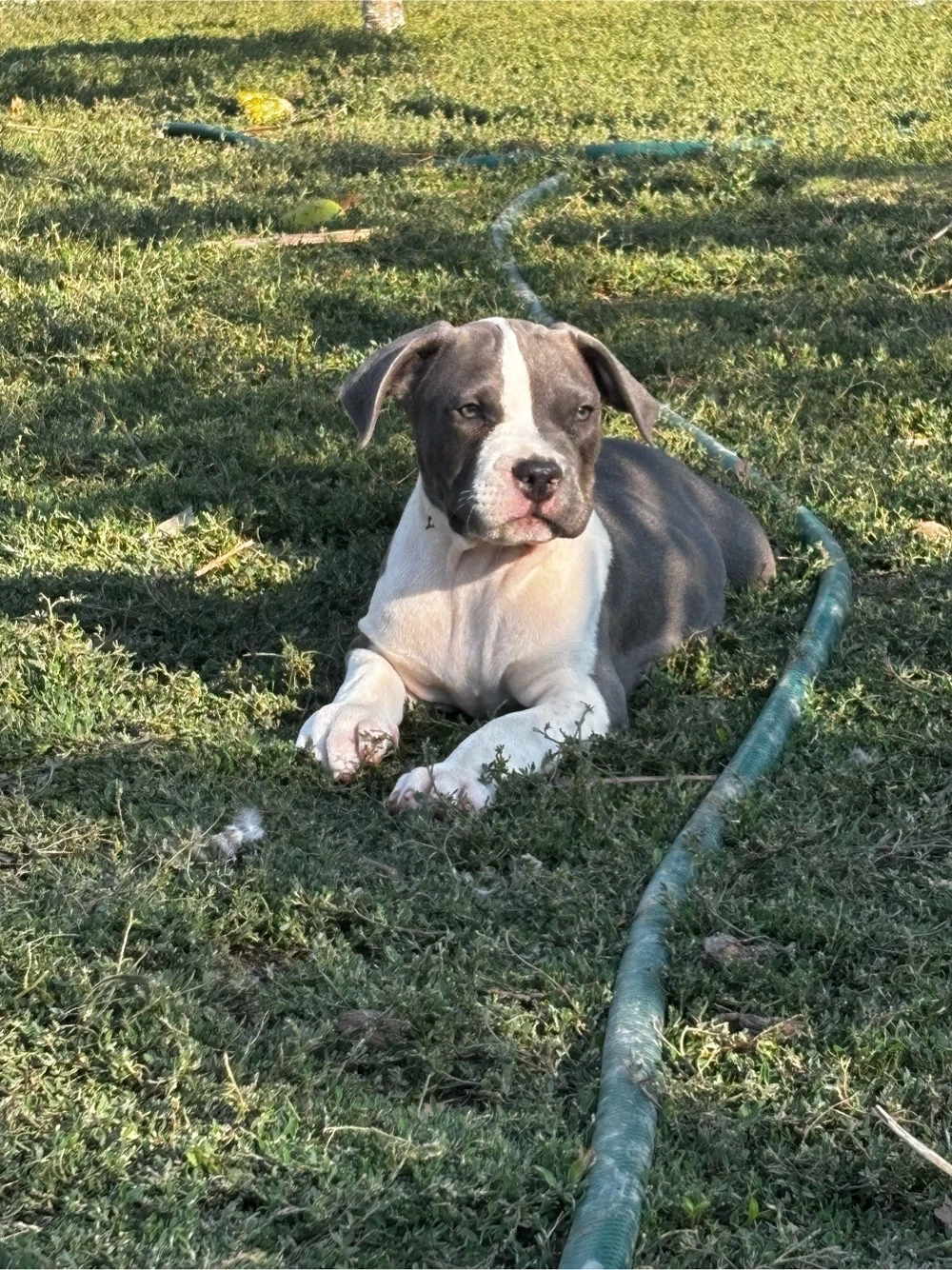 American bully XL Mascul cu pedigree