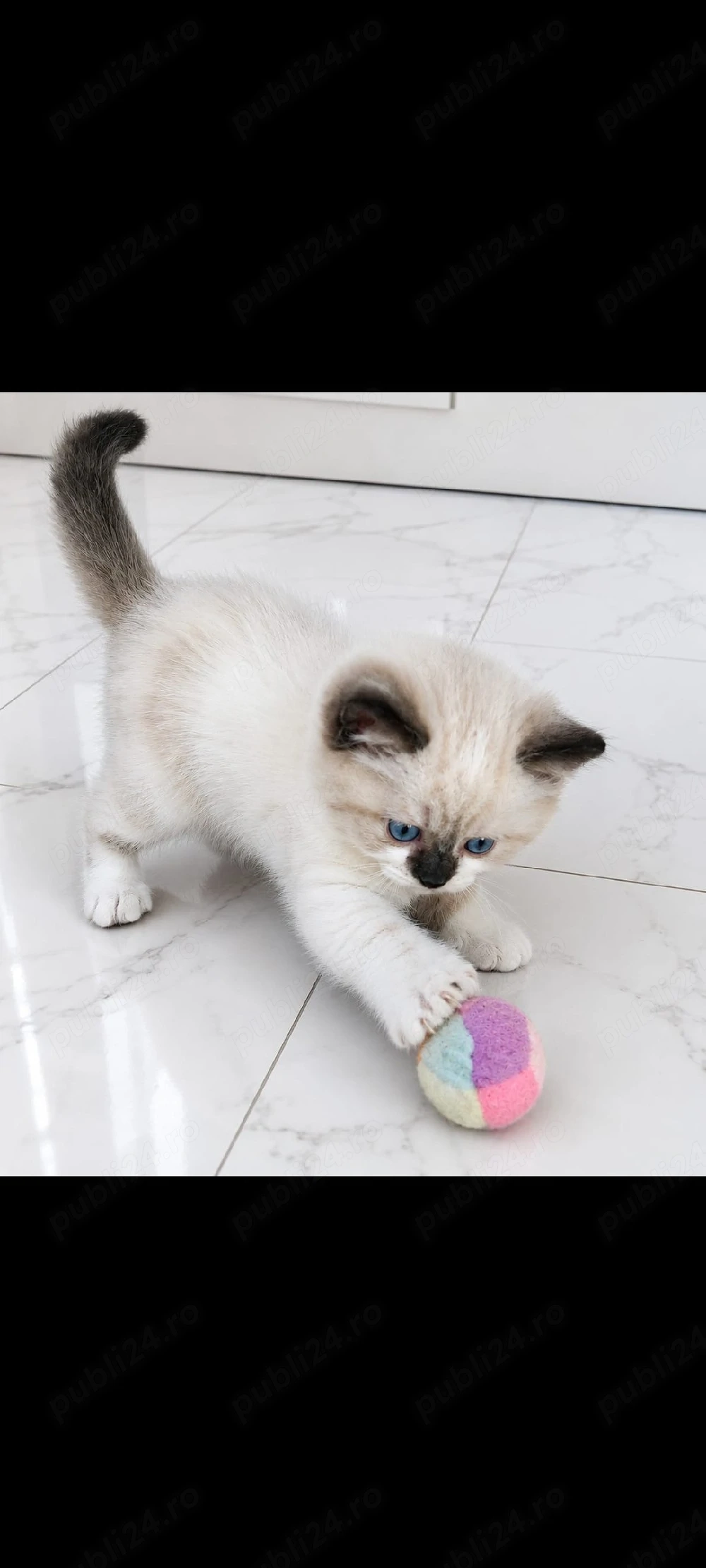 Pisoi din rasa Ragdoll