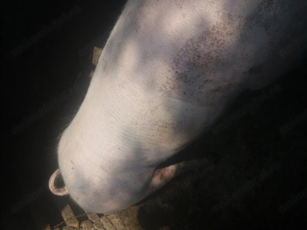 Porc  150kg  disponibil 