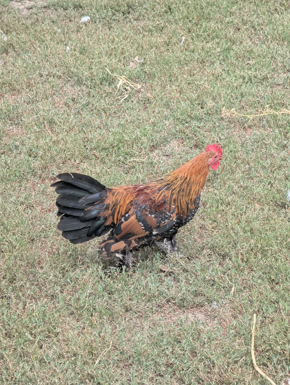Cocos pitic si din rasa mii de flori