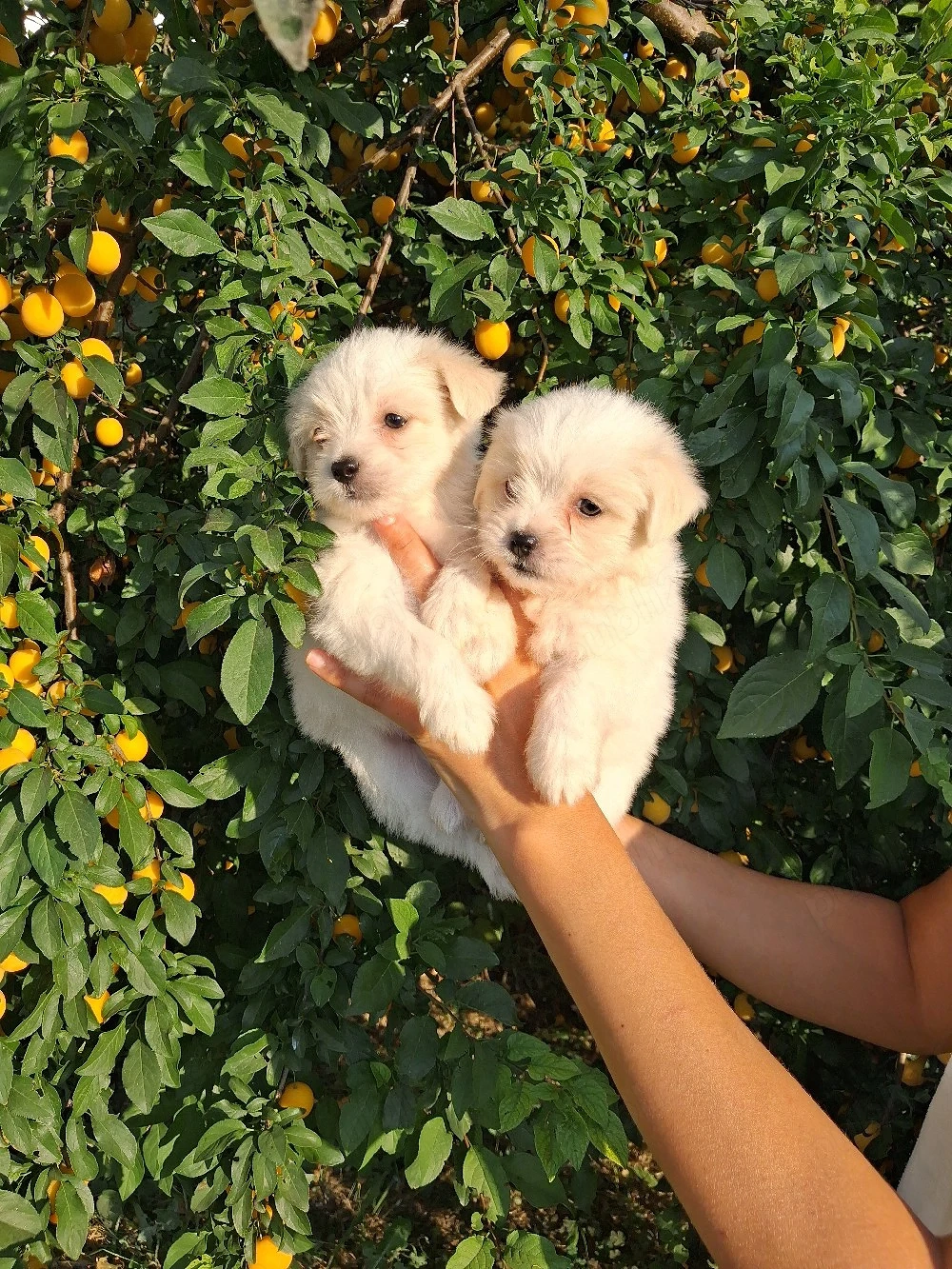 bichon maltez fetițe