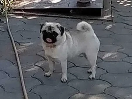 Donez femela pug mops