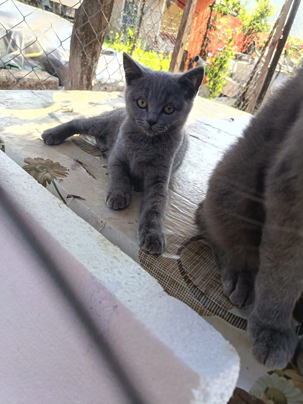 pisici british shorthair