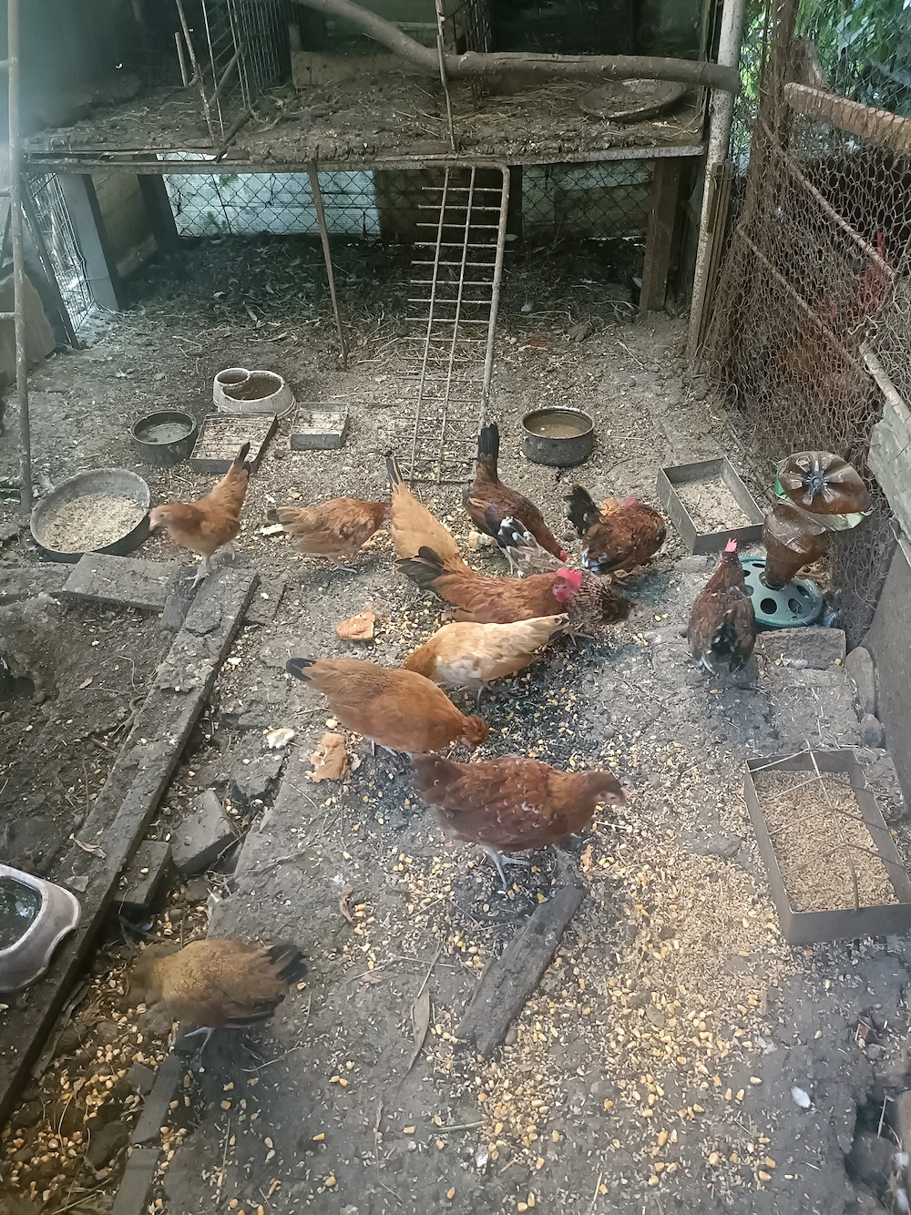 De vânzare găinușe și cocoșei pitici,80 perechea crescute bio.