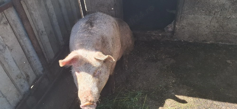 vând porcii de carne 200 kg 