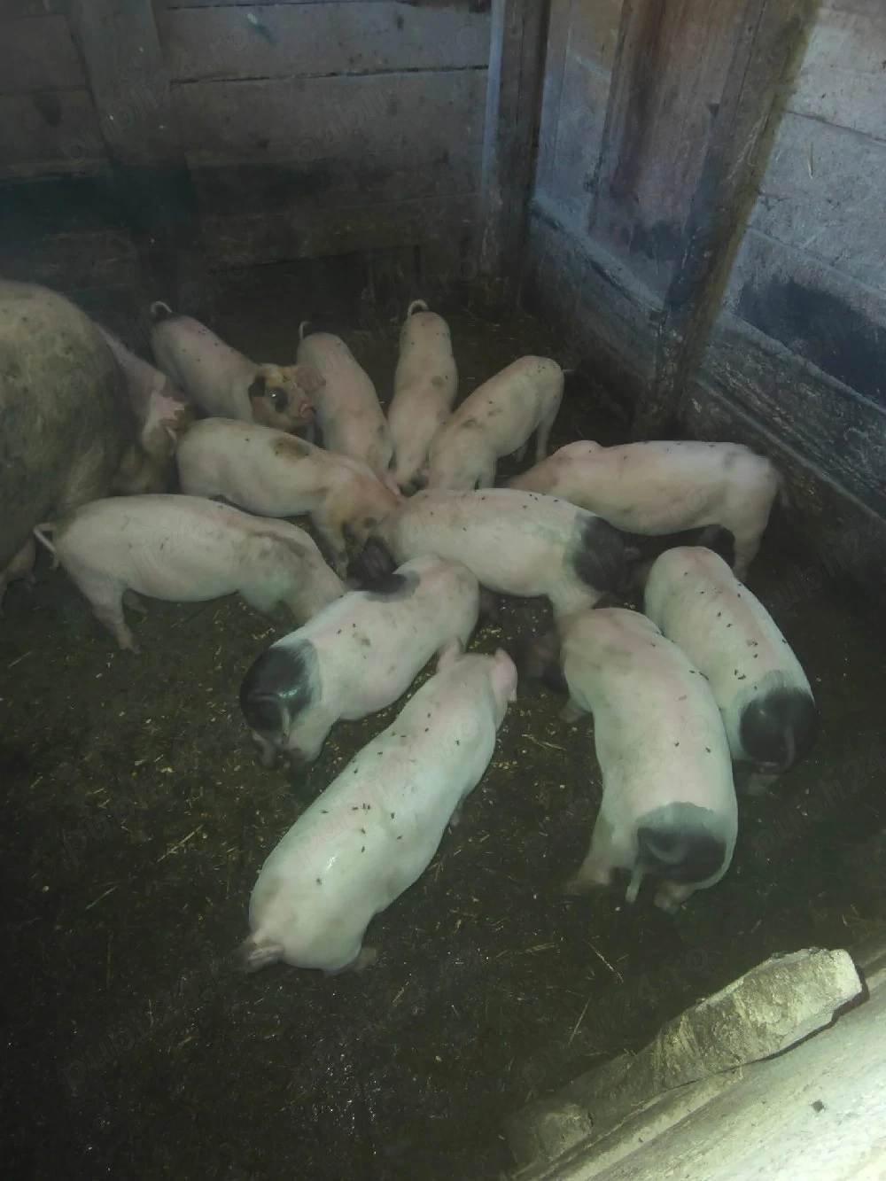 Purcei de vânzare 