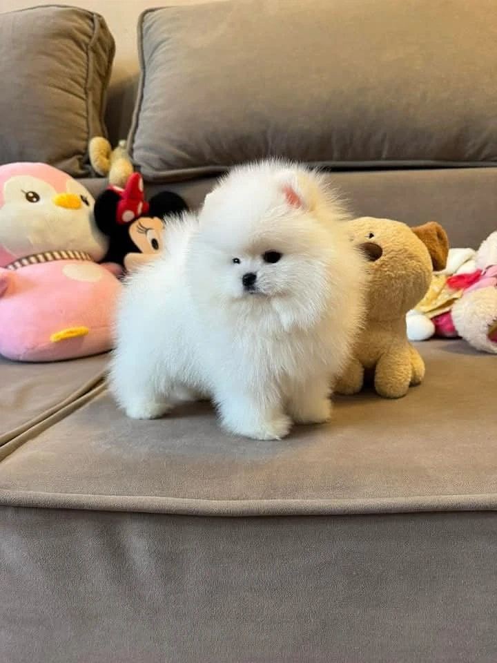 Asigur transport !!! Vand pui Pomeranian mascul superb !!!