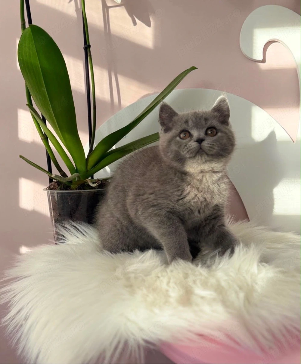 british shorthair fetita si baietel
