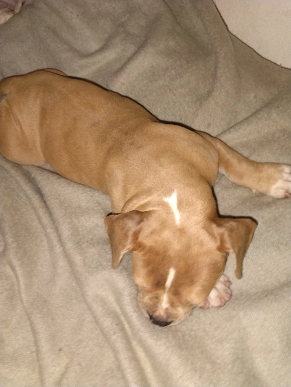 American bully pocket